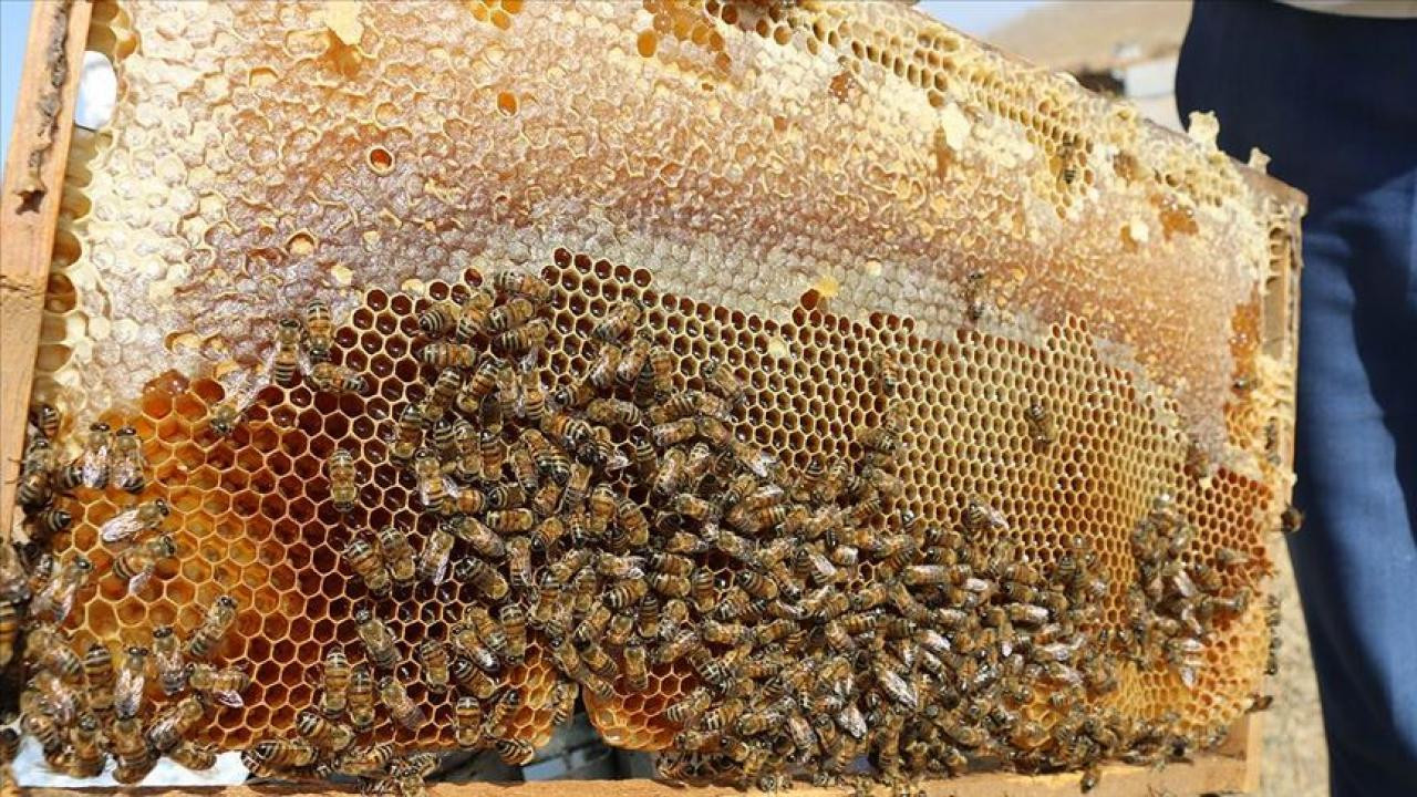 Doğu Karadeniz'in 11 aylık bal ihracatı 1,9 milyon doları aştı